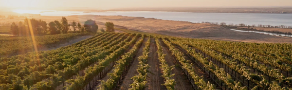 Sipping: Browne Family - Polished wines, zero pretension